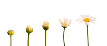 Growing Blooming Daisy Isolated On Transparent Background, Life, Growth, Developement Stages And Steps Concept