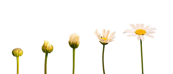 growing blooming daisy isolated on transparent background, life, growth, developement stages and ste