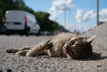 Dead Cat Lies On Highway. Cat Ran Across Roadway And Was Hit By Car