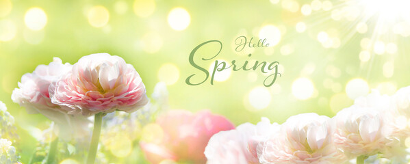 Wall Mural - beautiful spring flower background banner - hello spring text - season greeting card, panorama, head