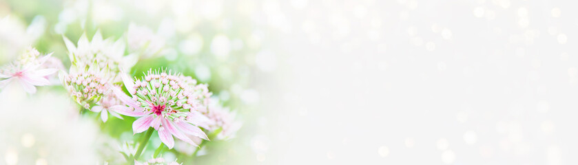 Wall Mural - Blooming Astrantia Major in the summer garden - Floral spring summer background banner with bokeh lights and copy space - wedding, mothers day, birthday greeting card