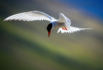 Wall Mural - Arctic Tern