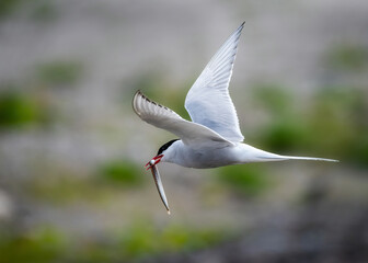 Wall Mural - Arctic Tern