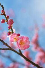 Wall Mural - Cherry tree starting to bloom