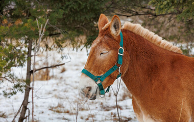 Sticker - winter horse in snowy field 