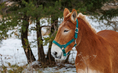 Sticker - winter horse in snowy field 