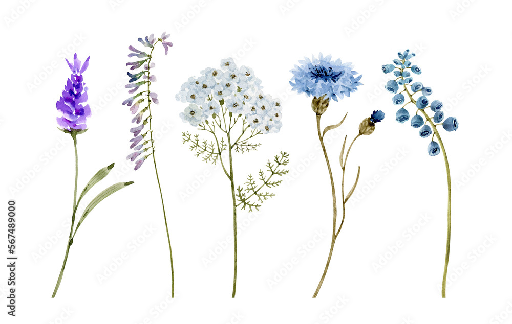 Set of watercolor illustrations of blue flowers on a white background ...