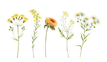 Set Of Watercolor Illustrations Of Yellow Flowers On A White Background. Hand Painted For Design And Invitations.