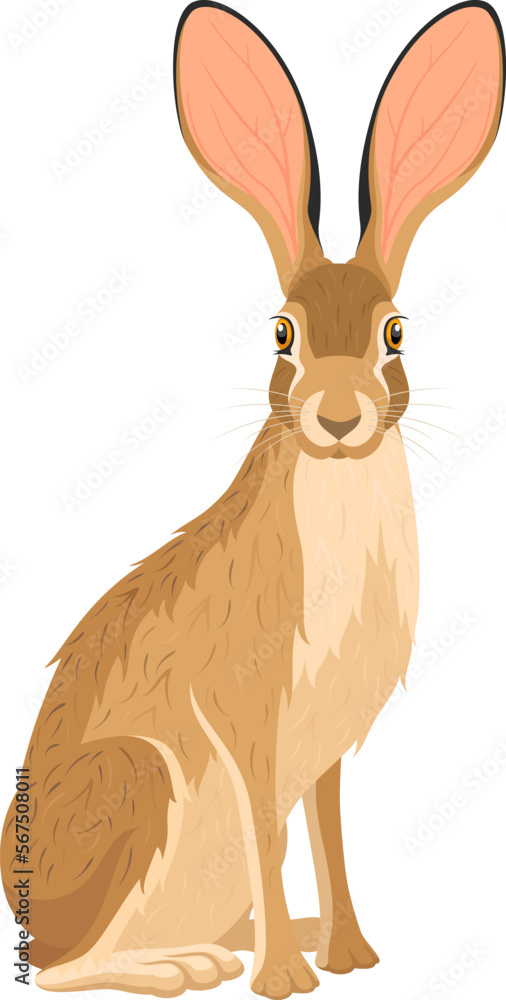 Vector illustration of a seated jackrabbit with its head turned toward ...