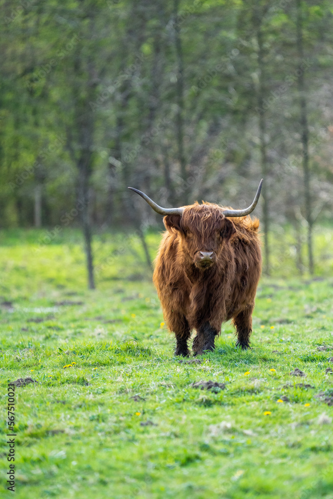 scottish highland cow in a pasture Stock Photo | Adobe Stock