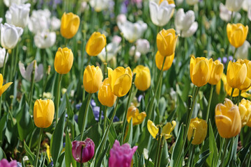 Sticker - Yellow Tulip flowers - Fort Worth Botanic Garden, Texas