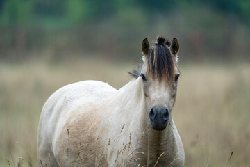 Wall Mural - horse in the field