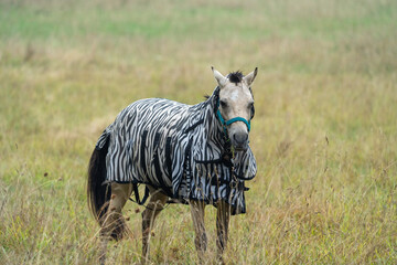 Wall Mural - Fly protection during summertime; Horse with fly blanket