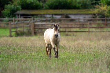 Wall Mural - horse in the field