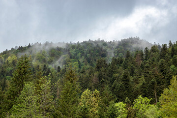 Wall Mural - Là où les nuages rejoignent les arbres