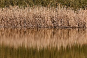 Canvas Print - An image of reflections on the surface of the water. Background material of natural beauty.