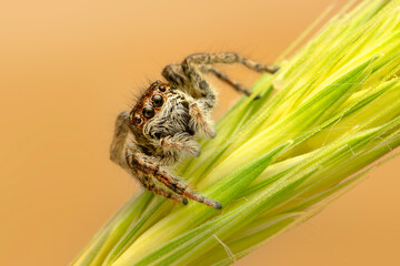 Wall Mural - Close up  beautiful jumping spider  