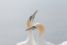 Gannets Breeding On Island Helgoland In North Sea Of Germany