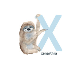 Letter X, xenarthra, cute kids animal ABC alphabet. Watercolor illustration isolated on white background. Can be used for alphabet or cards for kids learning English vocabulary and handwriting.