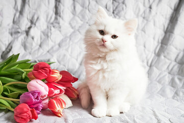 A white fluffy kitten sits next to a fresh bouquet of multi-colored tulips. Funny pet next to the flowers.