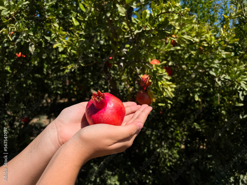 Woman with red pomegranate on farm, closeup