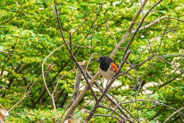 Wall Mural - Eastern Towhee in a tree