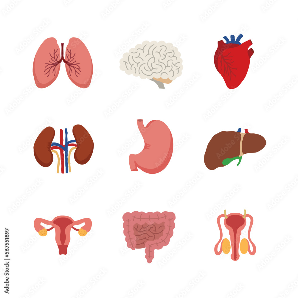 Organs Function Background Internal organs. Human body anatomy organ icons, cartoon lungs and ...
