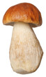 penny bun mushroom. boletus edulis. isolated