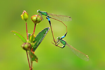 damselflies mating on a leaf
