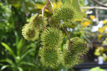Wall Mural - young rambutan fruit on the tree
