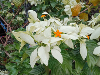 Wall Mural - White Mussaenda Philippica flowers. The White Mussaenda flowers or Dona Aurora or Dona Queen Sirikit. Mussaenda flowers blooming in the garden.