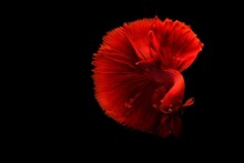 Red Poppy Isolated On Black