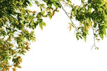 leaves on a branch