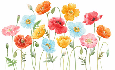 Wall Mural - Beautiful composition with watercolor hand drawn colorful poppy flowers. Stock illustration.