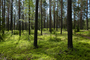  Magical fairytale forest. Coniferois forest covered of green moss. Forest therapy and stress relief.