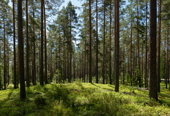  Magical fairytale forest. Conferois forest covered of green moss.