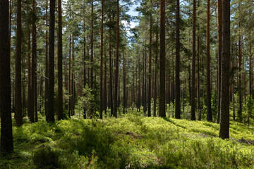  Magical fairytale forest. Conferois forest covered of green moss.
