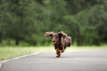 Wall Mural - Chocolate longhaired dachshund in nature running. Beautiful dog in the park