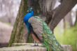 Portrait of beautiful peacock. Indian or blue peafowl.
