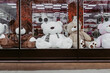 © Konstantin - teddy bears in the toy shop window