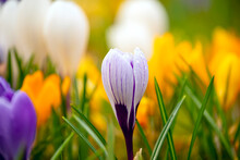 Delicate Early Spring Flower     Saffron, Crocus In Dew Drops. Selective Focus
