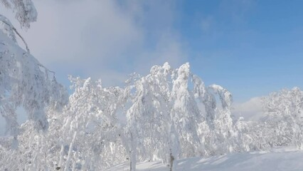 Wall Mural - slow motion skiing pov through sunny day winter landscape birch trees covered in thick snow