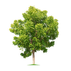 Green tree isolated on transparent background with clipping path, single tree with clipping path and alpha channel. are Forest and foliage in summer for both printing and web pages. 