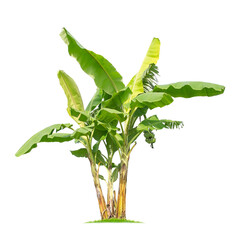 Wall Mural - green banana tree isolated on transparent background with clipping path, single banana tree with cli