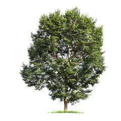 Wall Mural - green tree isolated on transparent background with clipping path, single tree with clipping path and