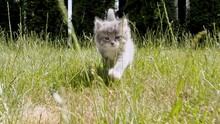 Little Grey Kitten Run At Grass Outdoors Are Running Towards The Camera In A Green Park. Funny Striped Cat Playing. Concept Of Adorable Cat Pets. Slow Motion. High Quality 4k Footage