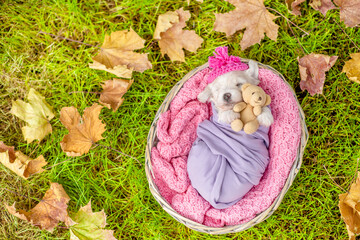 Aufkleber - Cute Bichon Frise puppy wrapped like a baby sleeps inside basket on grass and hugs favorite toy bear. Top down view. Empty space for text