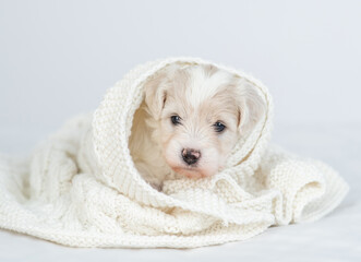 Aufkleber - Cute Bichon frise puppy wrapped in white towel in cold autumn or winter weather