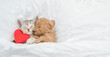 Cute tiny Toy Poodle puppy hugs happy tabby kitten under white warm blanket on a bed at home. Top down view. Empty space for text
