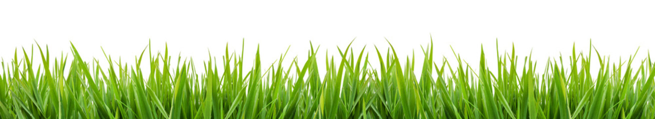 Wall Mural - green grass isolated on transparent background, png